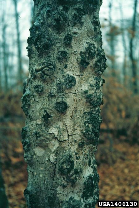 škrlatna bradavička (<i>Nectria coccinea</i>) na <i>Fagus grandifolia</i>