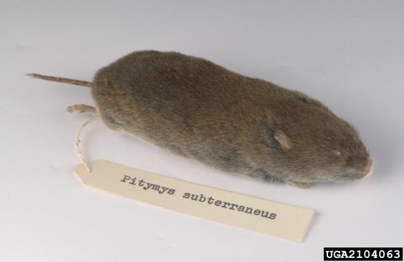 vrtna voluharica (<i>Microtus subterraneus</i>)