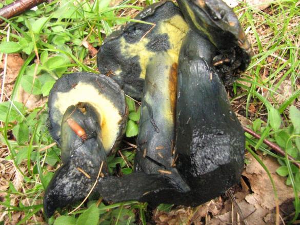 Boletus pulverulentus