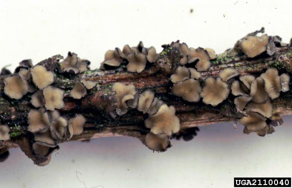 <i>Cenangium ferruginosum</i> na <i>Pinus sylvestris</i>