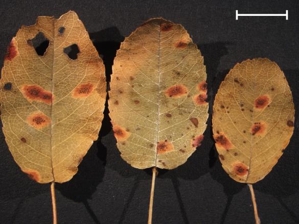 Gymnosporangium juniperinum