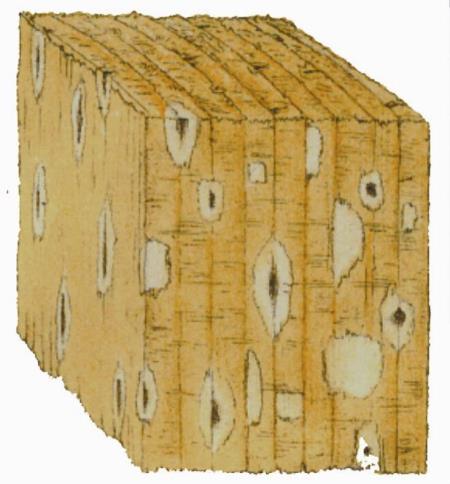 Heterobasidion spp.