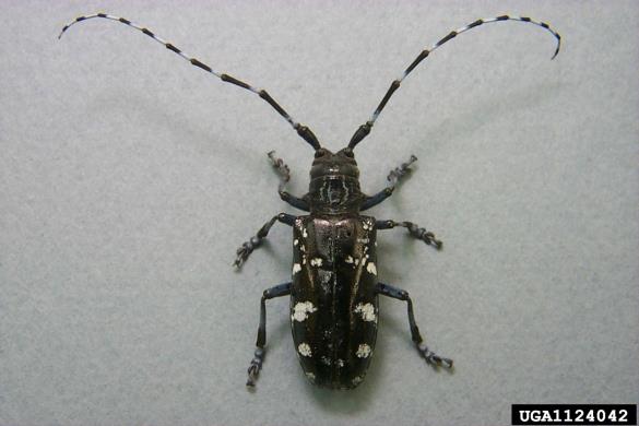 azijski kozliček (<i>Anoplophora glabripennis</i>)