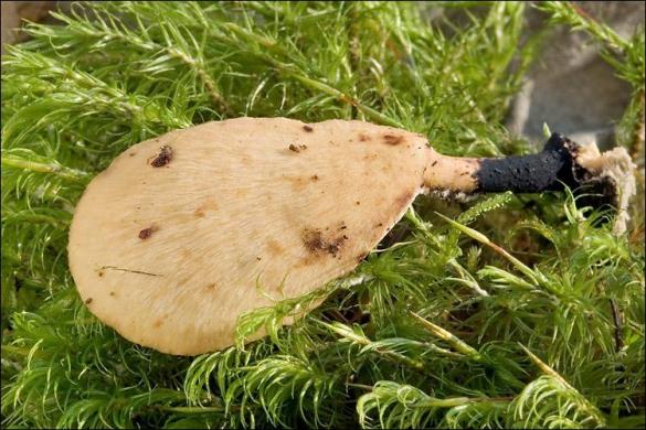 Polyporus varius