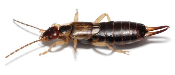 navadna strigalica