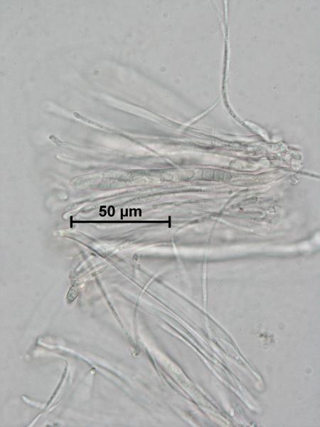 Gremmeniella abietina