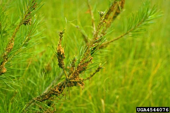 mala borova zapredkarica (<i>Acantholyda hieroglyphica</i>) na <i>Pinus sylvestris</i>