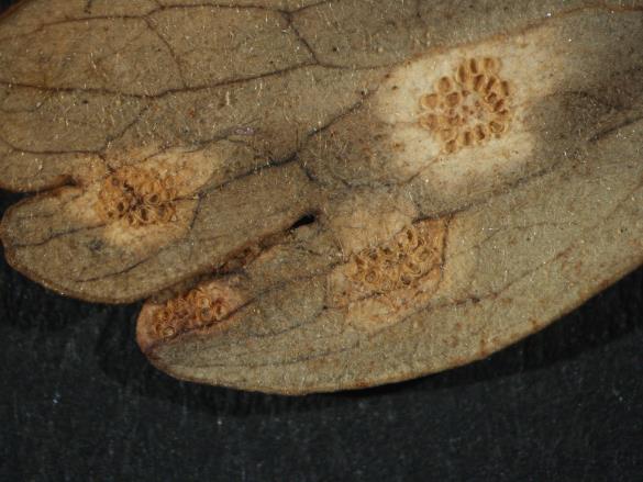 Aecidium aquilegiae