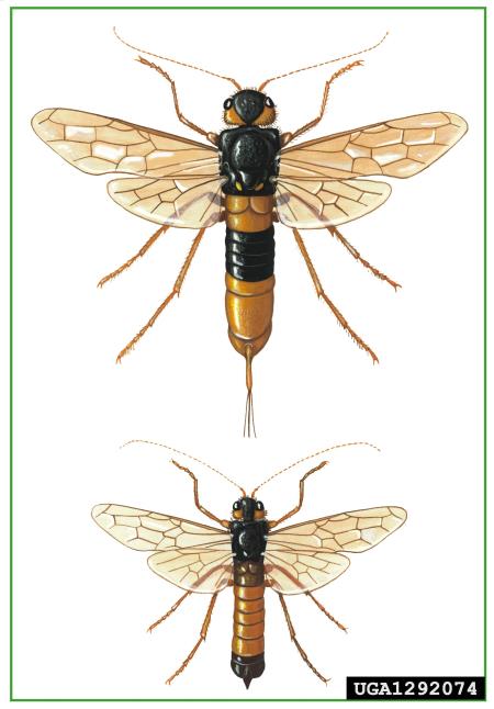 velika rumena lesna osa (<i>Urocerus gigas</i>)