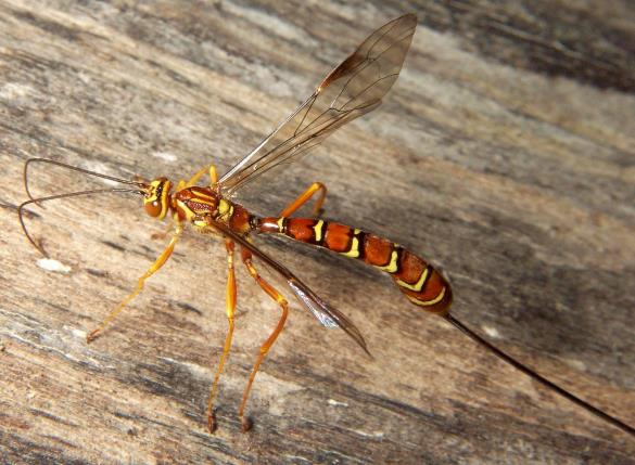 Megarhyssa macrurus