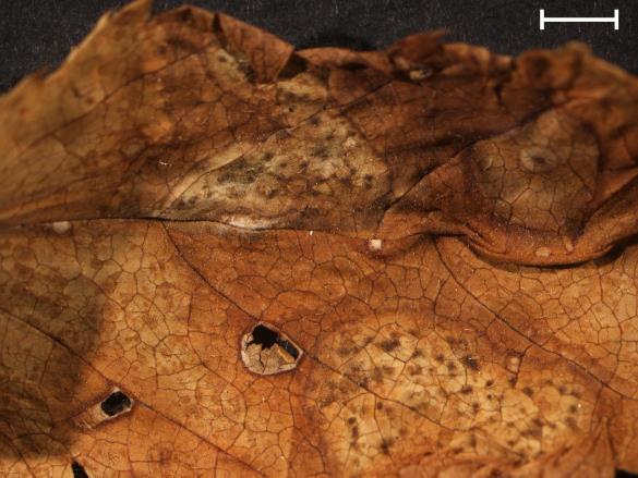 Melampsora ariae