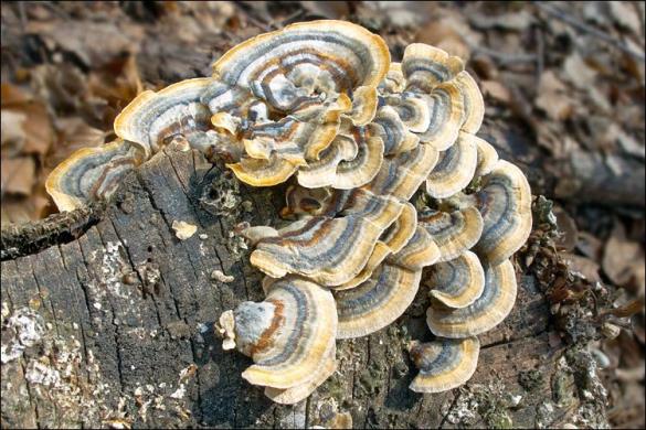 Trametes ochracea