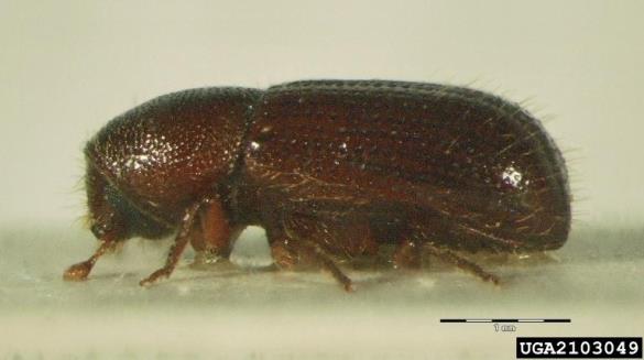 kosmati smrekov lubadar (<i>Dryocoetes autographus</i>)