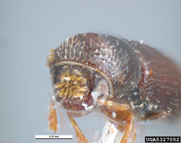 jelov vejni lubadar (<i>Pityophthorus pityographus</i>)