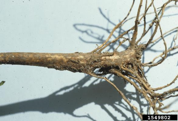 <i>Otiorhynchus</i>