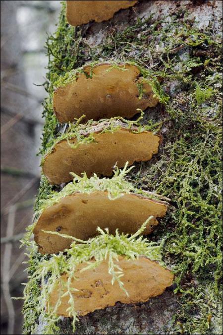 Phellinus conchatus