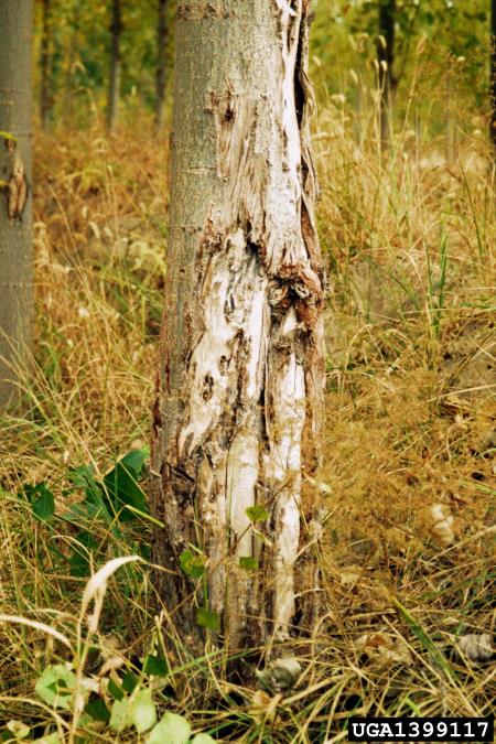 sušica topolovih vej (<i>Valsa sordida</i>) na <i>Populus</i> spp.