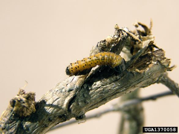 jesenov zavrtač ali modro sitce (<i>Zeuzera pyrina</i>) na <i>Quercus</i> spp.
