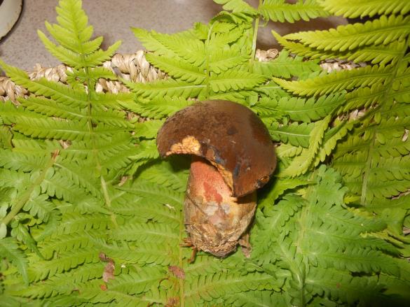 Boletus erythropus