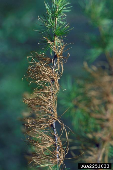 osip macesnovih iglic (<i>Hypodermella laricis</i>) na <i>Larix occidentalis</i>