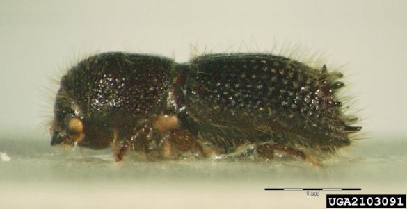 krivozobi jelov lubadar (<i>Pityokteines curvidens</i>)