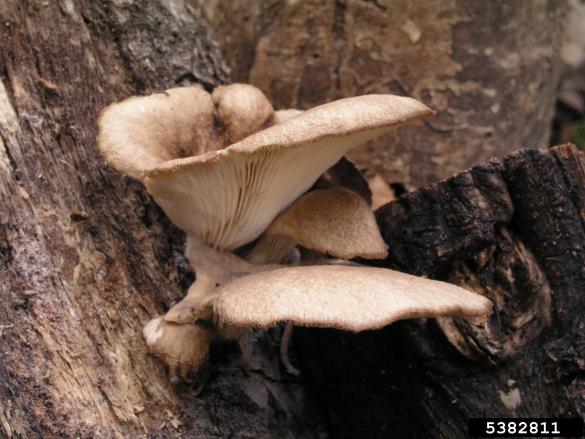 bukov ostrigar (<i>Pleurotus ostreatus</i>)
