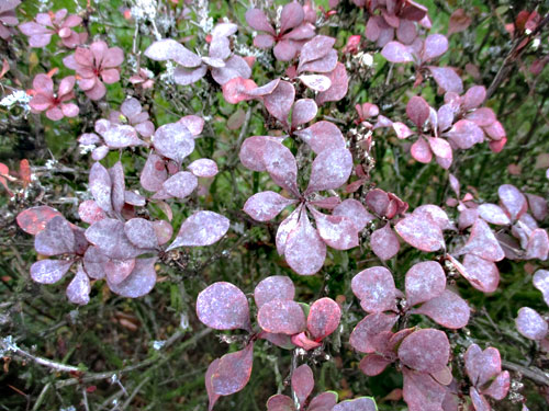 <i>Erysiphe berberidis</i>