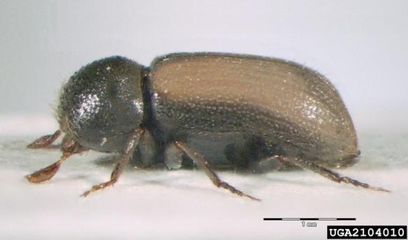 bukov lestvičar (<i>Xyloterus domesticus</i>)
