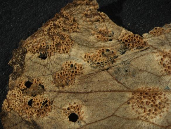 Aecidium ficariae