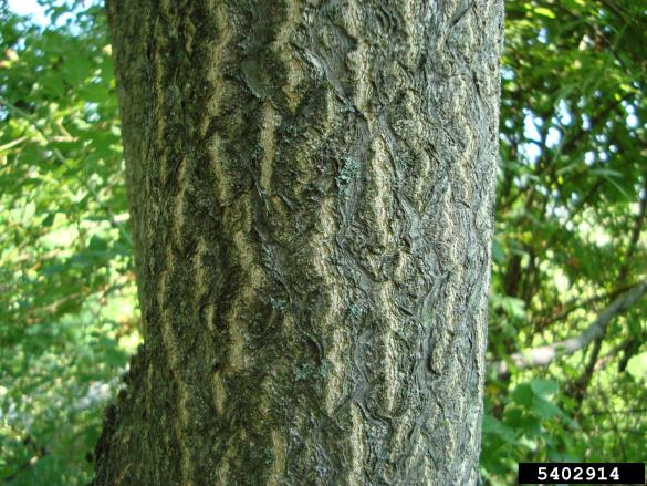 veliki pajesen (<i>Ailanthus altissima</i>)