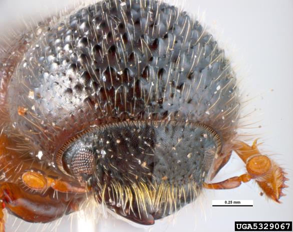 vrtni lesar (<i>Xyleborus dispar</i>)
