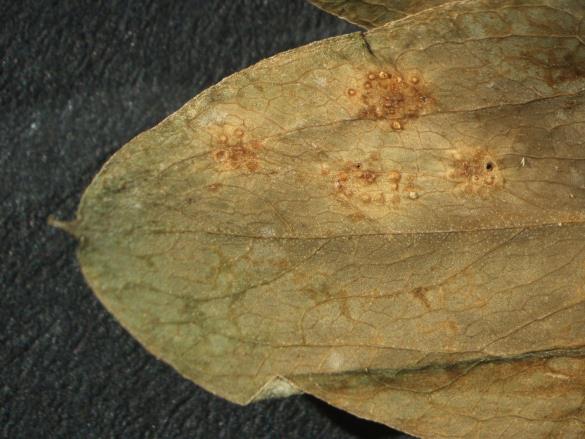 Aecidium orobi