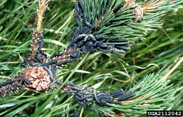 rjava borova grizlica (<i>Neodiprion sertifer</i>) na <i>Pinus mugo</i>