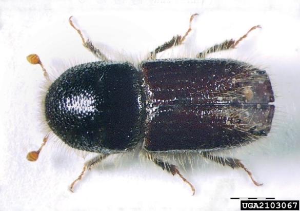 osmerozobi smrekov lubadar ali knaver (<i>Ips typographus</i>)