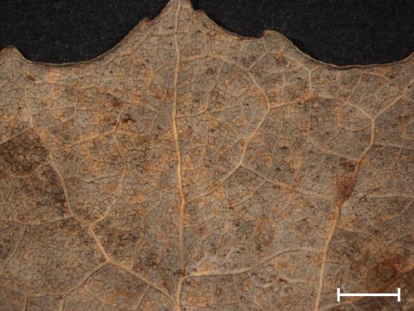 Melampsora tremulae