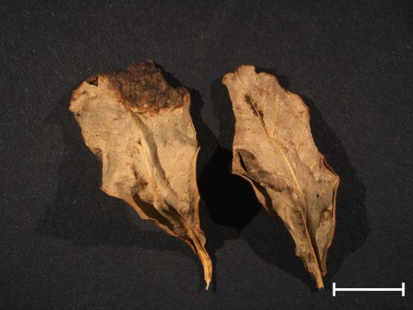 Melampsora euphorbiae 