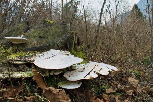 Trametes gibbosa