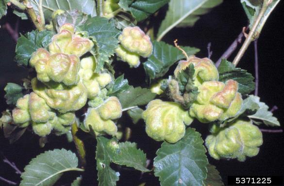 <i>Schizoneura lanuginosa</i>