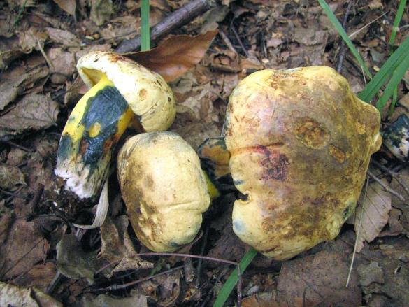 Boletus pulverulentus