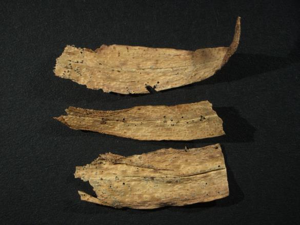 Aecidium tragopogonis