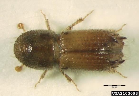 ostrozobi jelov lubadar (<i>Pityokteines spinidens</i>)