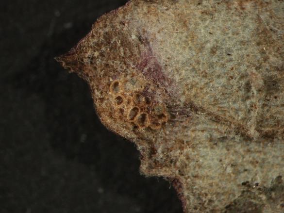 Aecidium tussilaginis