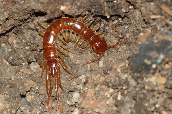 Lithobius forficatus 