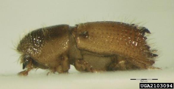 ostrozobi jelov lubadar (<i>Pityokteines spinidens</i>)