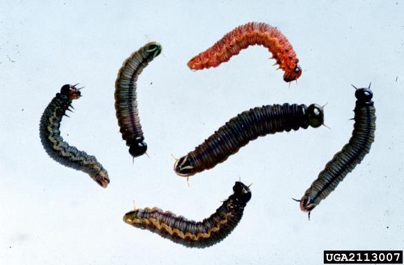 <i>Cephalcia abietis</i>
