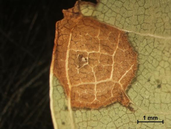 <i>Sphaerulina quercicola</i>