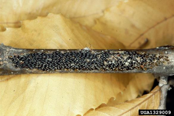 črna hrastova uš ali rjavo črna hrastova lahnida (<i>Lachnus roboris</i>) na <i>Castanea sativa</i>