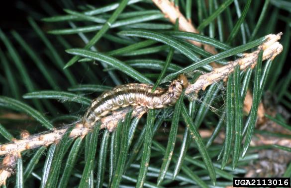 <i>Cephalcia fallenii</i> na <i>Picea abies</i>