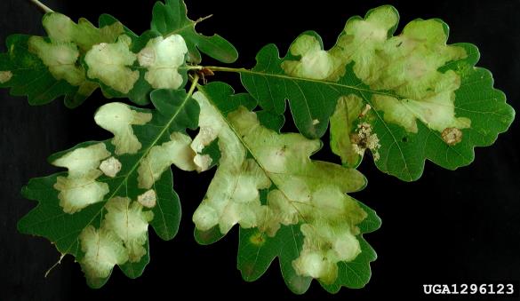 hrastov molj (<i>Tischeria ekebladella</i>)