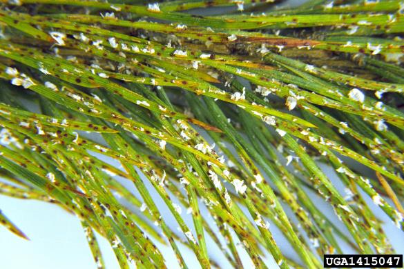borovje rje (<i>Coleosporium senecionis</i>) na <i>Pinus sylvestris</i>